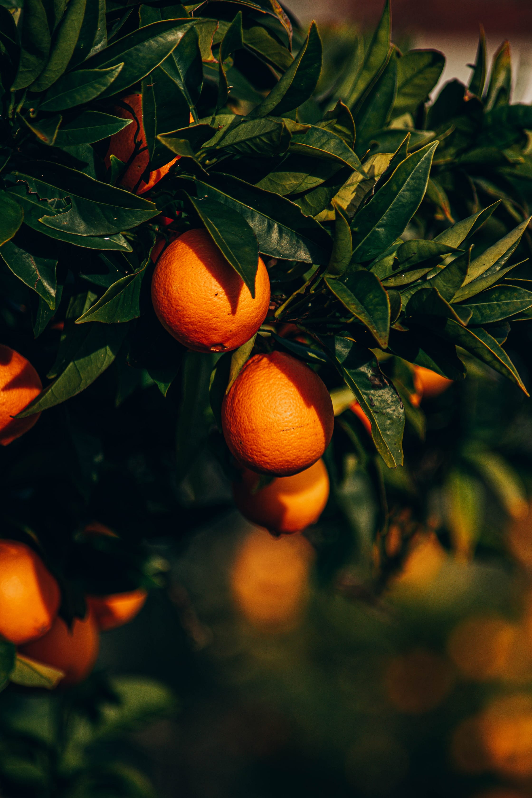 pexels-diogo-cacito-11502755