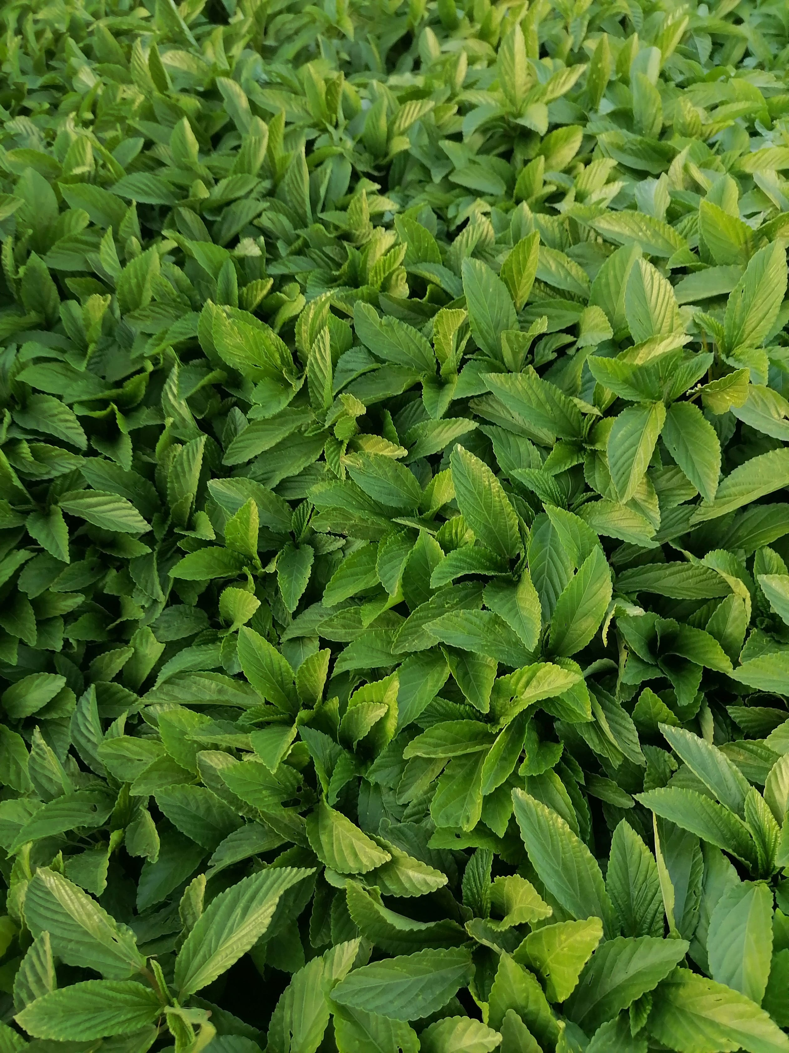 oussema-jbeli-oi09h9tliDo-unsplash