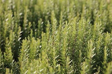 rosemary-1049531_1280
