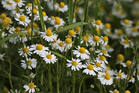 german-chamomiles-g1df50bdce_1280