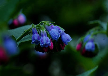comfrey-gbce6f875e_1280