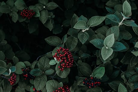 pexels-irina-iriser-1379627