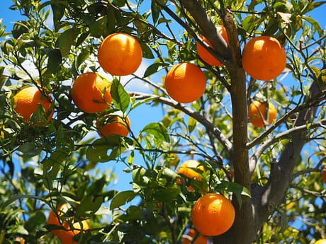 oranges-g45e9bf83d_1280