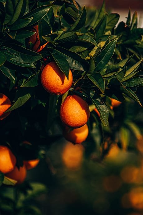 pexels-diogo-cacito-11502755